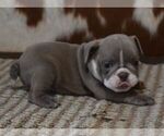 Small #3 English Bulldog