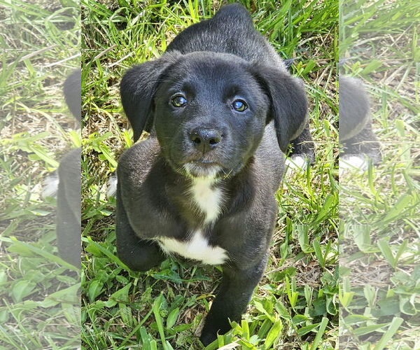 Medium Photo #1 German Shepherd Dog-Unknown Mix Puppy For Sale in Royal Palm Beach, FL, USA
