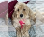 Small Photo #21 Goldendoodle Puppy For Sale in PENSACOLA, FL, USA