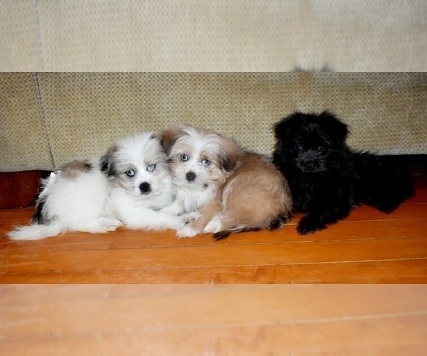 Medium Photo #38 Pom-Shi Puppy For Sale in DINWIDDIE, VA, USA