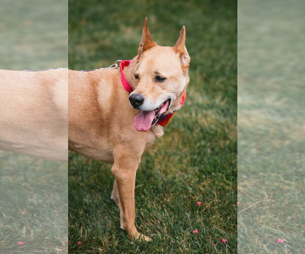Medium Photo #3 Chow Chow-German Shepherd Dog Mix Puppy For Sale in Oakhurst, NJ, USA