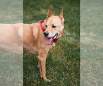 Small #2 Chow Chow-German Shepherd Dog Mix