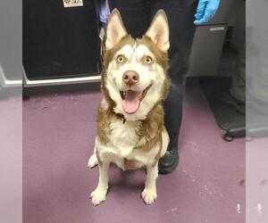 Siberian Husky Dogs for adoption in Long Beach, CA, USA