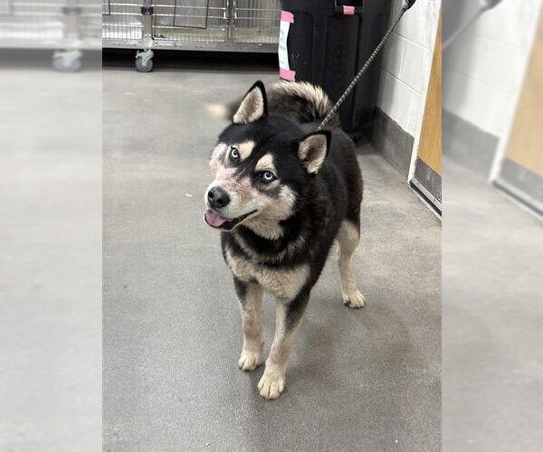 Medium Photo #1 Siberian Husky Puppy For Sale in Forestville, MD, USA