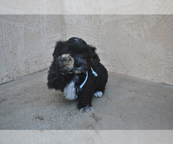 Medium Photo #6 Havanese Puppy For Sale in ZANESVILLE, OH, USA