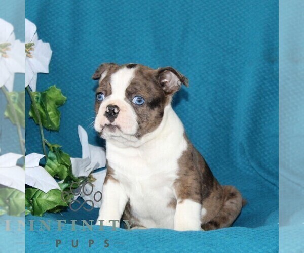 Medium Photo #5 Boston Terrier Puppy For Sale in QUARRYVILLE, PA, USA