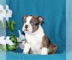 Small #4 Boston Terrier