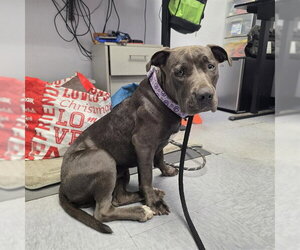 Mutt Dogs for adoption in Long Beach, CA, USA