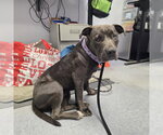 *SHOSHANA - Female Mutt Dog for Adoption - Small photo