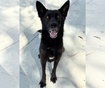 Small German Shepherd Dog Mix