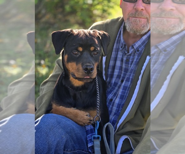 Medium Photo #6 Rottweiler Puppy For Sale in FAIRDALE, KY, USA