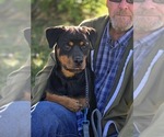 Puppy Scarlet Rottweiler