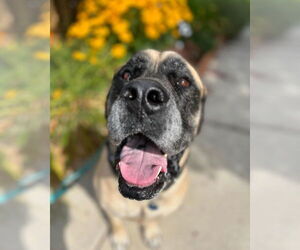 Mastiff Dogs for adoption in McMinnville, OR, USA