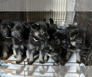 German Shepherd Dog Puppy for Sale in SUMPTER TWP, Michigan USA