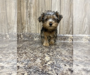 Yorkshire Terrier Puppy for sale in MYRTLE, MO, USA