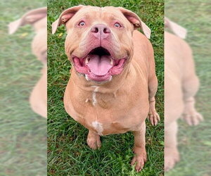 Mutt Dogs for adoption in Akron, OH, USA