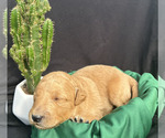 Puppy Garrett Green Goldendoodle