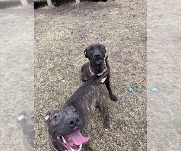 Medium Photo #4 American Staffordshire Terrier-Labrador Retriever Mix Puppy For Sale in Pierceton , IN, USA