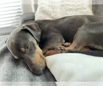Small Photo #4 Dachshund-Unknown Mix Puppy For Sale in Bellevue, WA, USA