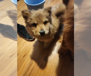 Chow Chow Puppy for sale in FALL RIVER, MA, USA