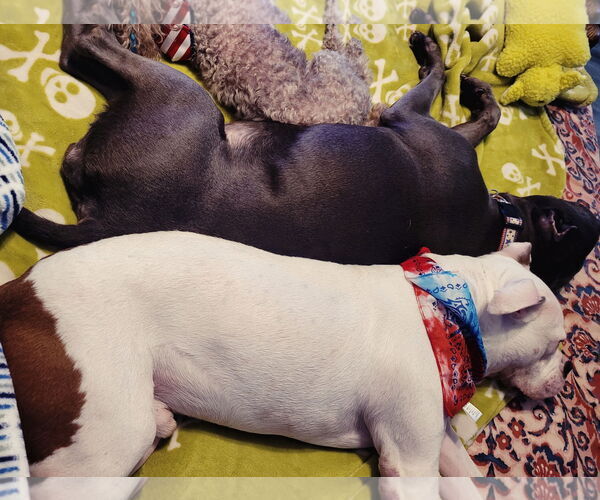 Medium Photo #11 American Pit Bull Terrier-Bulldog Mix Puppy For Sale in Caribou, ME, USA
