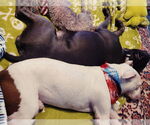 Small #10 American Pit Bull Terrier-Bulldog Mix