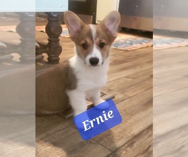Medium Photo #1 Cardigan Welsh Corgi-Pembroke Welsh Corgi Mix Puppy For Sale in TUCSON, AZ, USA