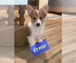 Puppy 4 Cardigan Welsh Corgi-Pembroke Welsh Corgi Mix