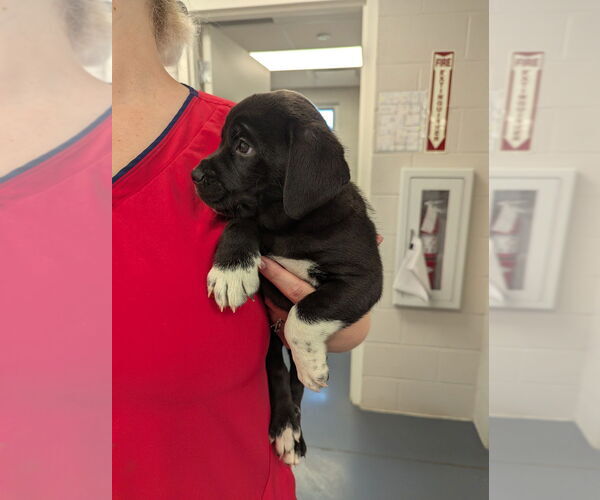 Medium Photo #1 Beagle Puppy For Sale in Evansville, IN, USA