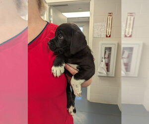 Beagle Dogs for adoption in Evansville, IN, USA