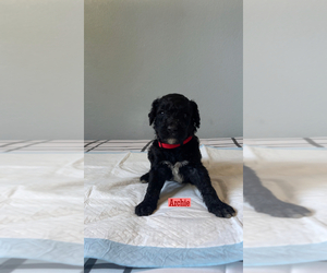 Poodle (Standard) Puppy for sale in EXETER, CA, USA