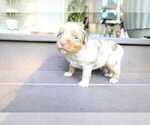 Small #9 Miniature Australian Shepherd