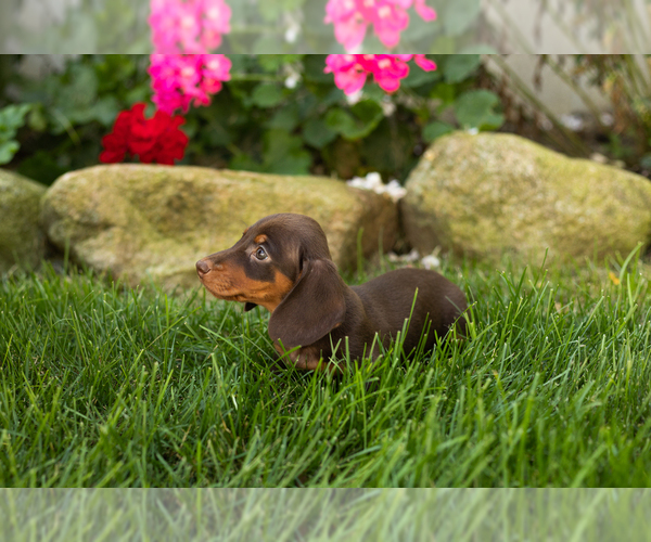 Medium Photo #4 Dachshund Puppy For Sale in MILLERSBURG, IN, USA