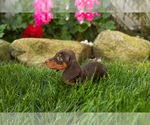 Small #3 Dachshund