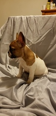 French Bulldog Puppy for sale in NEW HAVEN, CT, USA