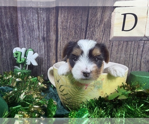 Medium Photo #27 Maltese Puppy For Sale in CASSVILLE, MO, USA