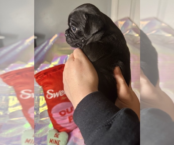 Medium Photo #4 Pug Puppy For Sale in MOUNT WASHINGTON, KY, USA