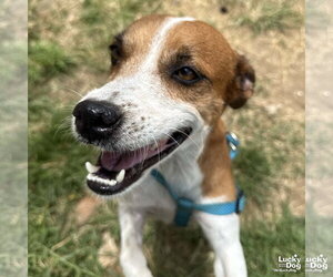 Labbe Dogs for adoption in Washington, DC, USA