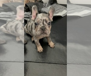 French Bulldog Puppy for Sale in MONTEREY PARK, California USA