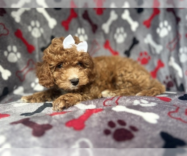 Medium Photo #7 Cavapoo Puppy For Sale in LAKELAND, FL, USA