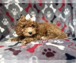 Small #6 Cavapoo