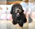 Small #2 Bichpoo-Poodle (Toy) Mix