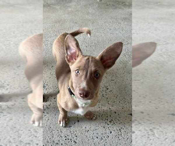 Medium Photo #3 Dachshund-Unknown Mix Puppy For Sale in Mooresville, NC, USA