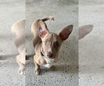 Small #2 Dachshund Mix