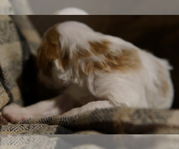Medium Photo #9 Golden Mountain Doodle  Puppy For Sale in JIM FALLS, WI, USA