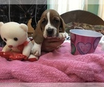 Small Photo #2 Basset Hound Puppy For Sale in ABSECON, NJ, USA