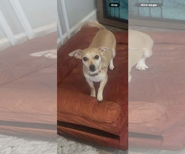 Medium Photo #1 Chihuahua Puppy For Sale in Jackson Township, NJ, USA