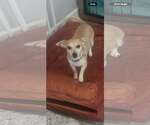 Moey - Female Chihuahua Dog for Adoption - Small photo