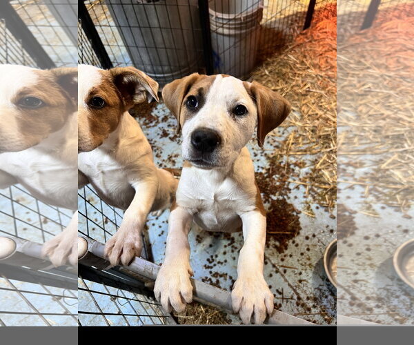 Medium Photo #2 Mutt Puppy For Sale in Tracy City, TN, USA