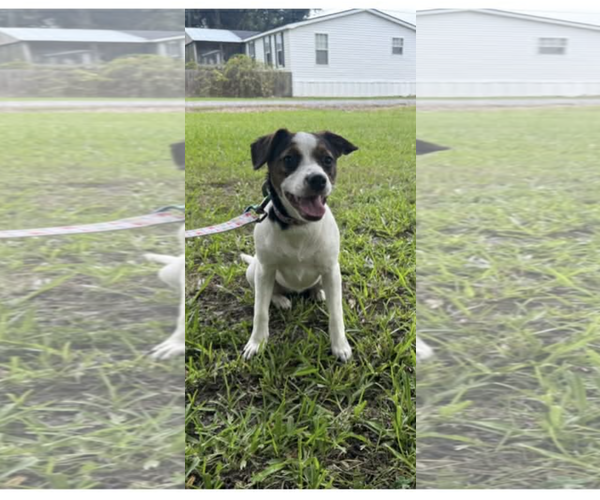Medium Photo #3 Rat Terrier-Unknown Mix Puppy For Sale in Oakhurst, NJ, USA